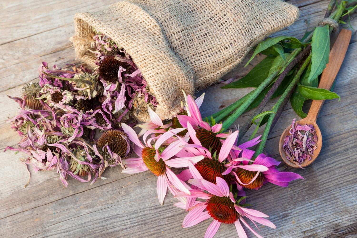 meet-echinacea-your-friend-this-fall-sawall-health-foods