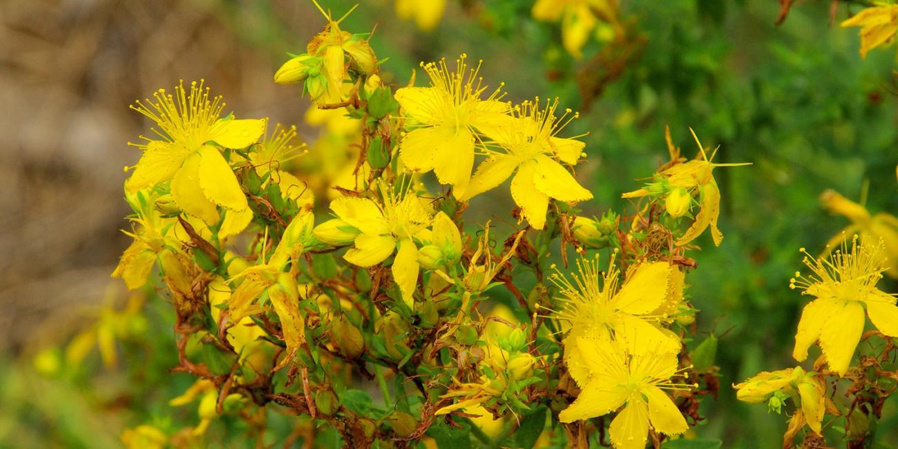 St. John’s Wort Nature’s Antidepressant Sawall Health Foods